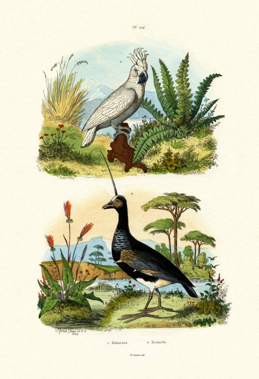 Kakadu parasolowa, 1833-39 autorstwa French School