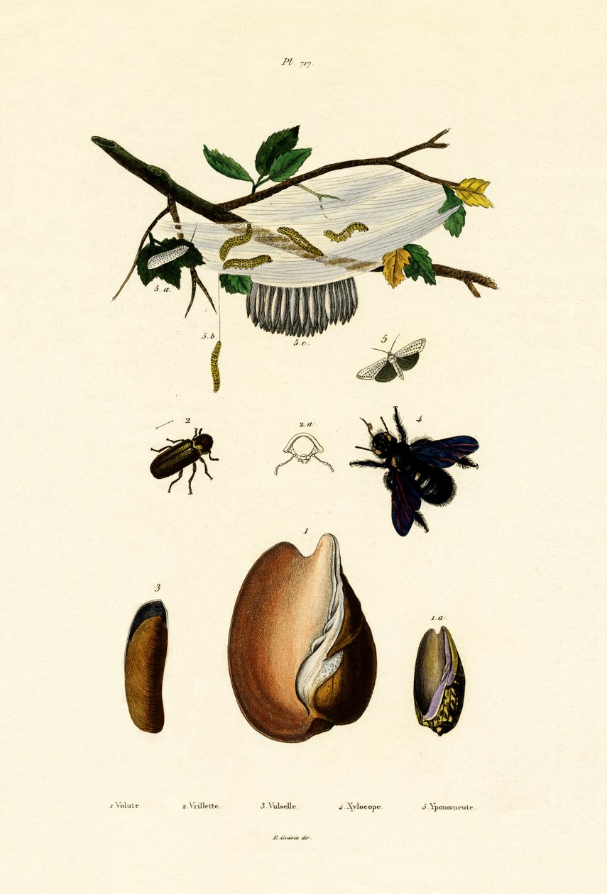 Skorupa wolutowa, 1833-39 autorstwa French School