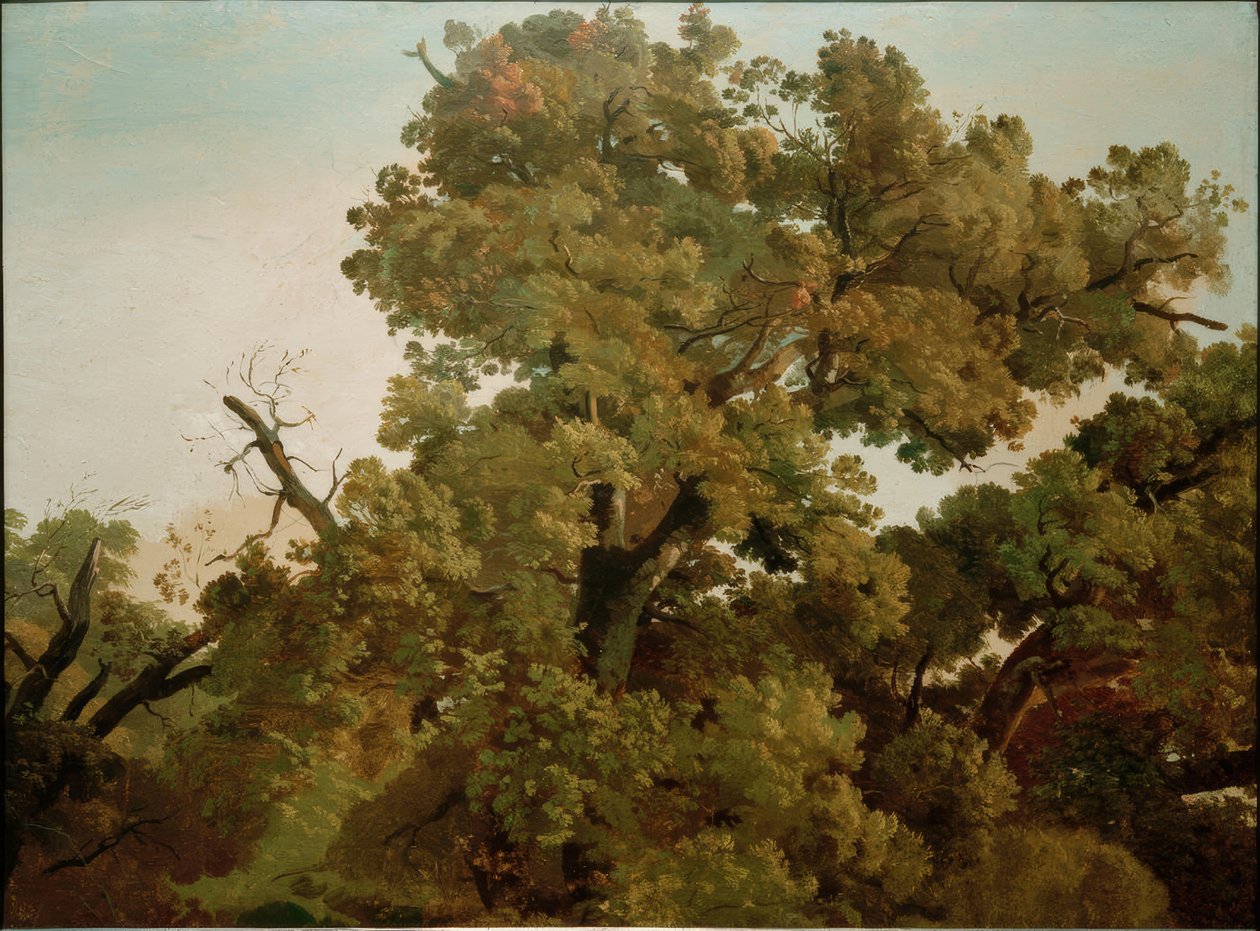 Dąb autorstwa Friedrich Nerly