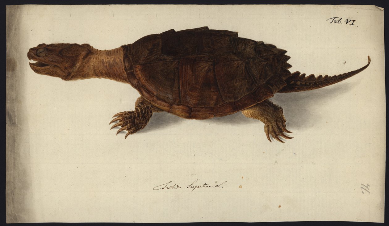 Chelydra serpentina, przed 1792 autorstwa Friedrich Wilhelm Wunder