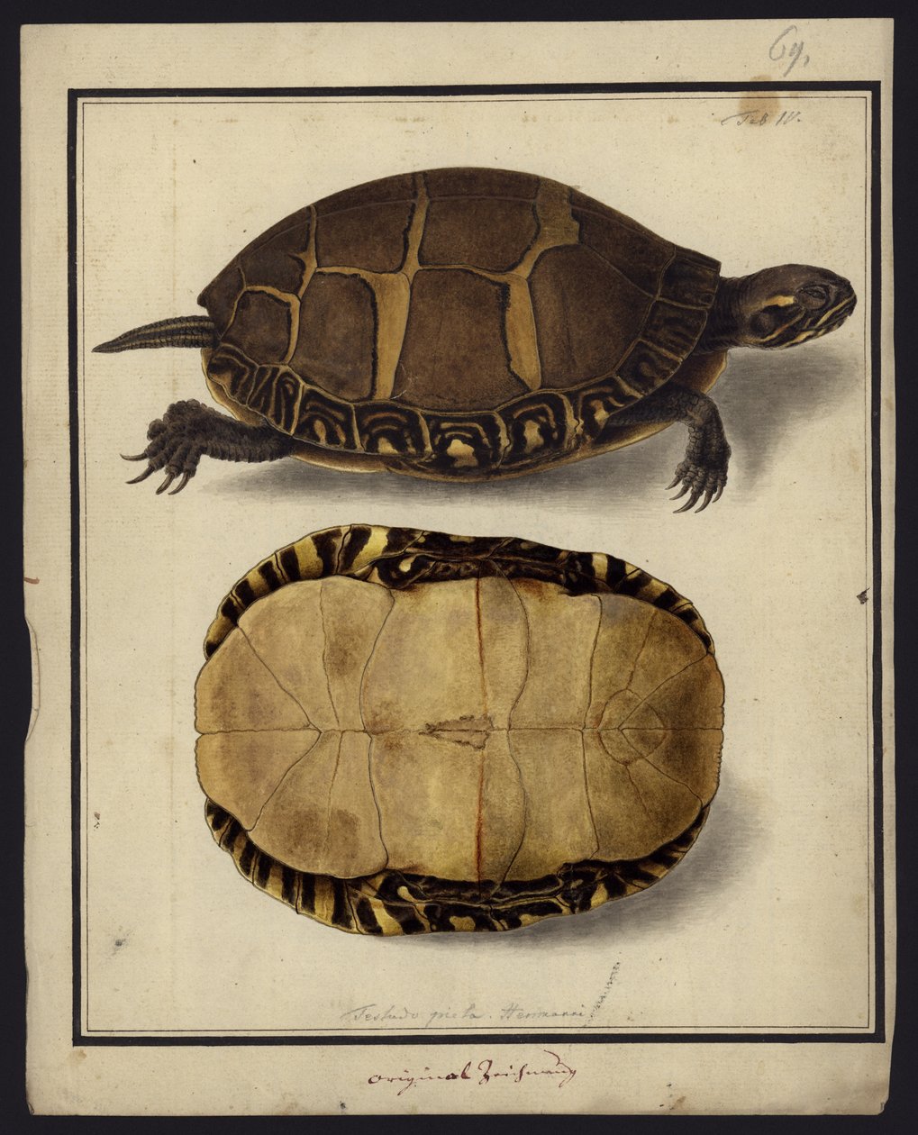 Chrysemys picta, przed 1792 autorstwa Friedrich Wilhelm Wunder