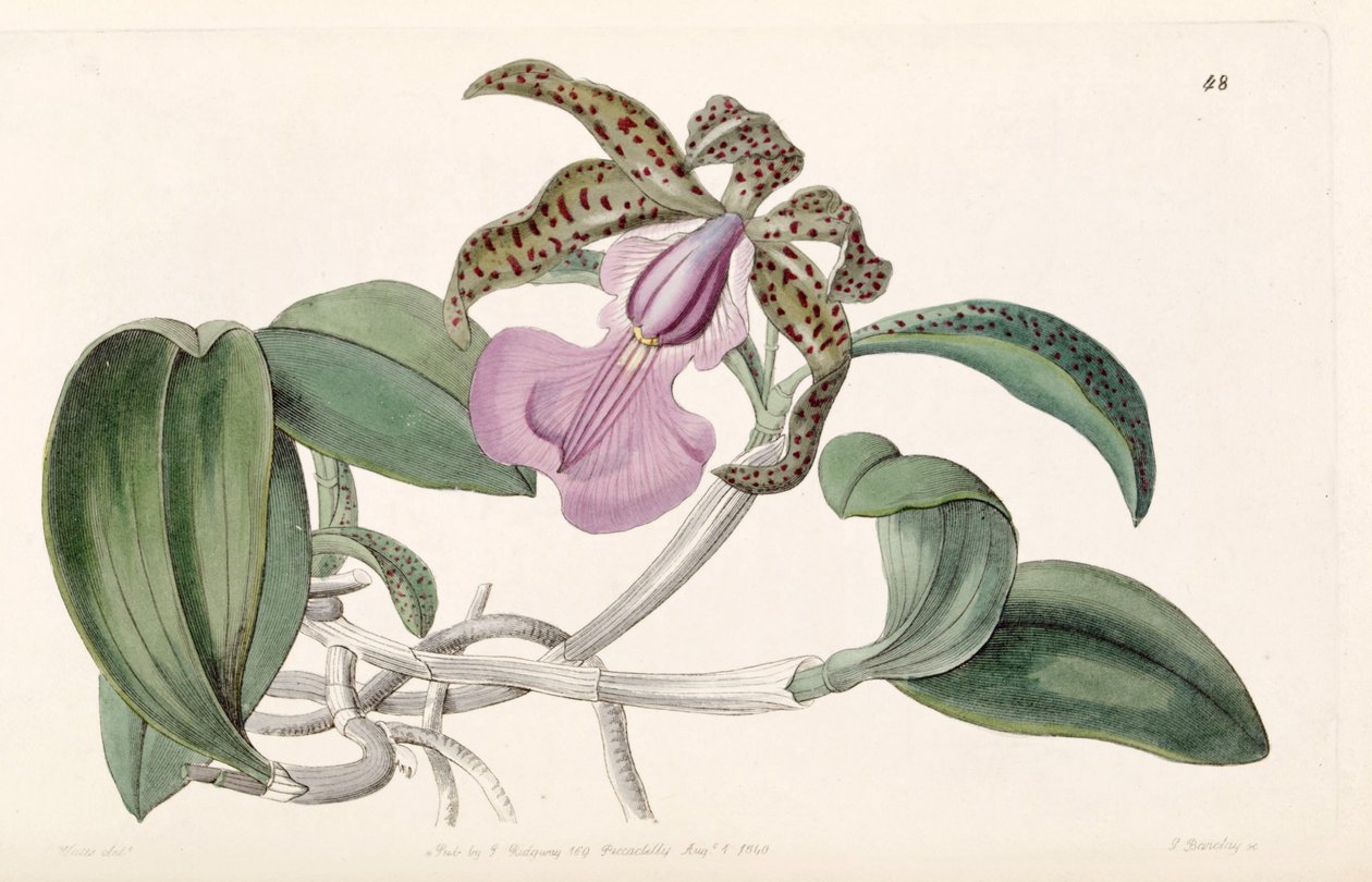 Cattleya aclandiae autorstwa G. Barclay