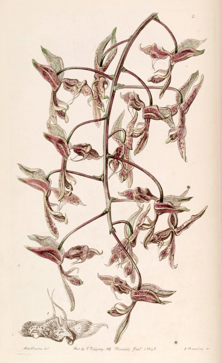 gongora bufonia autorstwa G. Watts
