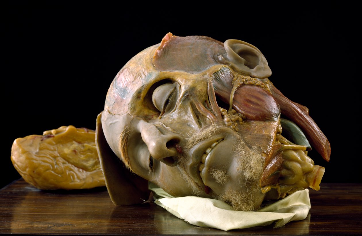 Model anatomiczny głowy staruszka (wosk) autorstwa Gaetano Giulio Zumbo