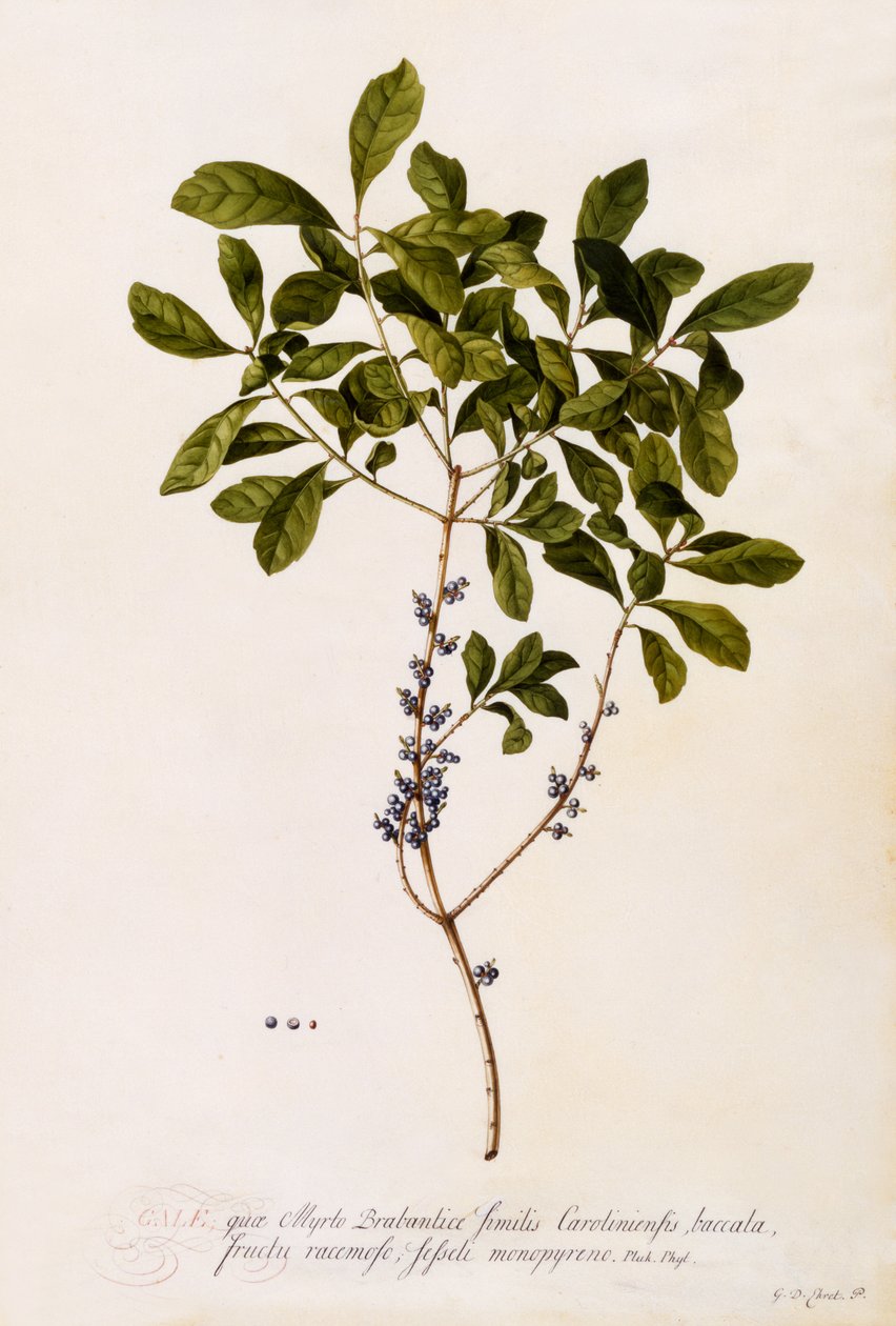 Bayberry lub Myrtle, ok.1746 (ręcznie barwiony grawerunek) autorstwa Georg Dionysius Ehret