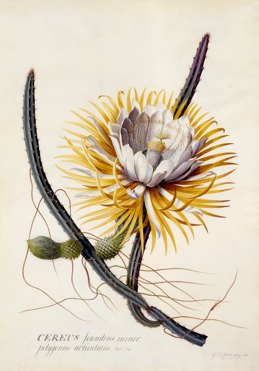 Cereus, Królowa Nocy, ok. 1744 (rycina ręcznie kolorowana) autorstwa Georg Dionysius Ehret