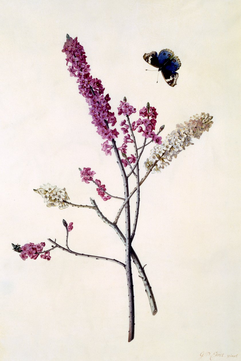 Daphne Mezereum z motylem, ok.1740 (ręcznie barwiony grawer) autorstwa Georg Dionysius Ehret