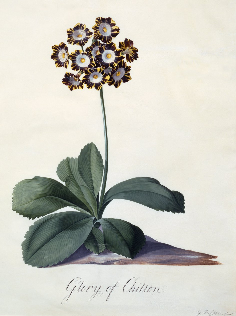 Glory of Chilton, ok.1745 (ręcznie barwiony grawerunek) autorstwa Georg Dionysius Ehret
