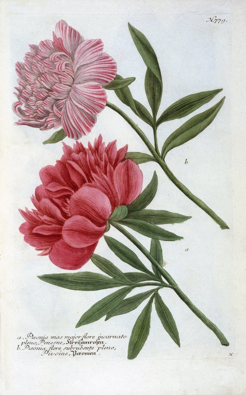 Paeonia z Ikonografii Phytanthoza Johanna Wilhelma Weinmanna, 1737 (rycina ręcznie kolorowana) autorstwa Georg Dionysius Ehret