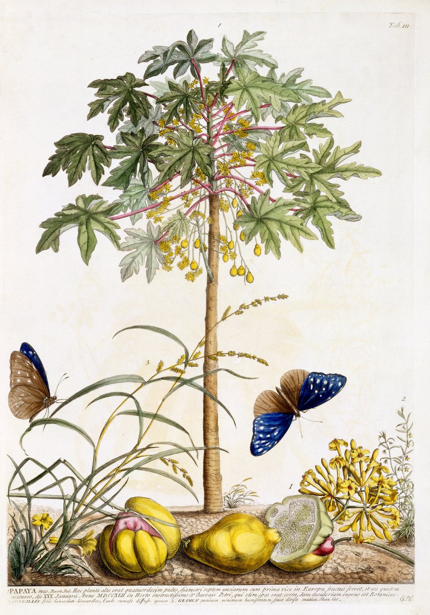 Papaja, ok. 1748 (rycina ręcznie kolorowana) autorstwa Georg Dionysius Ehret
