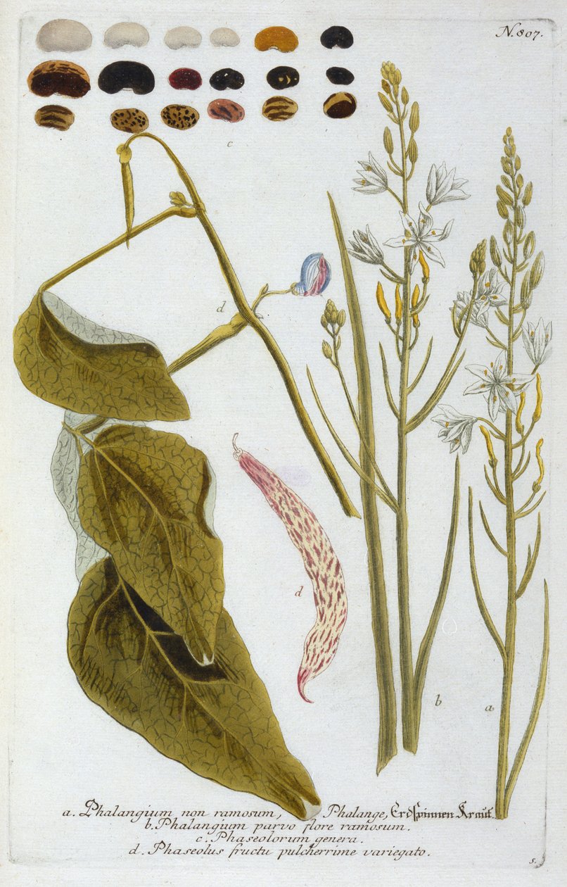 Falangium z Ikonografii Phytanthoza Johanna Wilhelma Weinmanna, 1737 (rycina ręcznie kolorowana) autorstwa Georg Dionysius Ehret