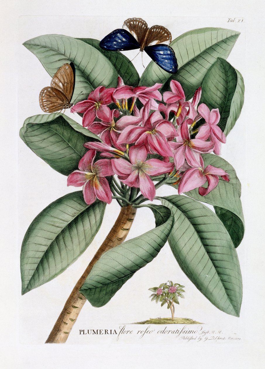 Plumeria, ok. 1749 (rycina ręcznie kolorowana) autorstwa Georg Dionysius Ehret