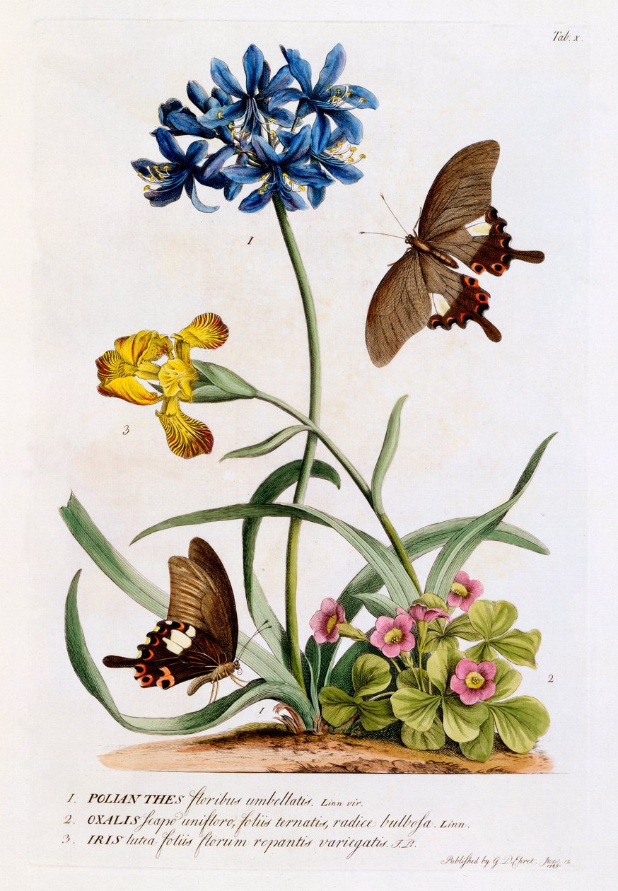 Polianthes, Oxalis i Iris, 1749 (rycina ręcznie kolorowana) autorstwa Georg Dionysius Ehret