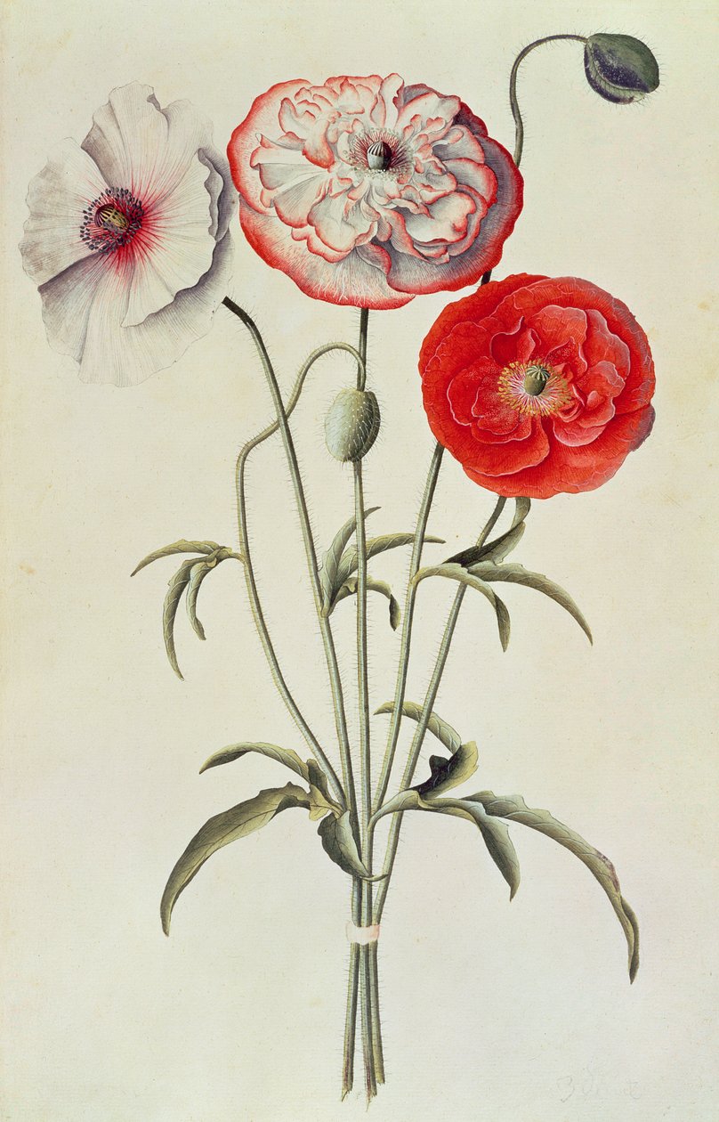 Maki: Kukurydza (Papaver Rhoeas) autorstwa Georg Dionysius Ehret