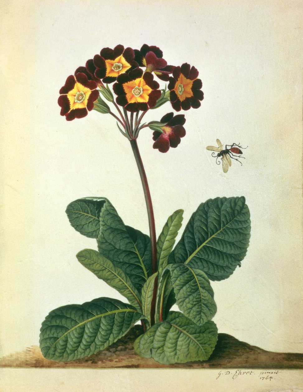 Primulaecae: kwitnący Polyanthus z latającym owadem, 1764 (ołówek, toaleta i gwasz na welinie) autorstwa Georg Dionysius Ehret