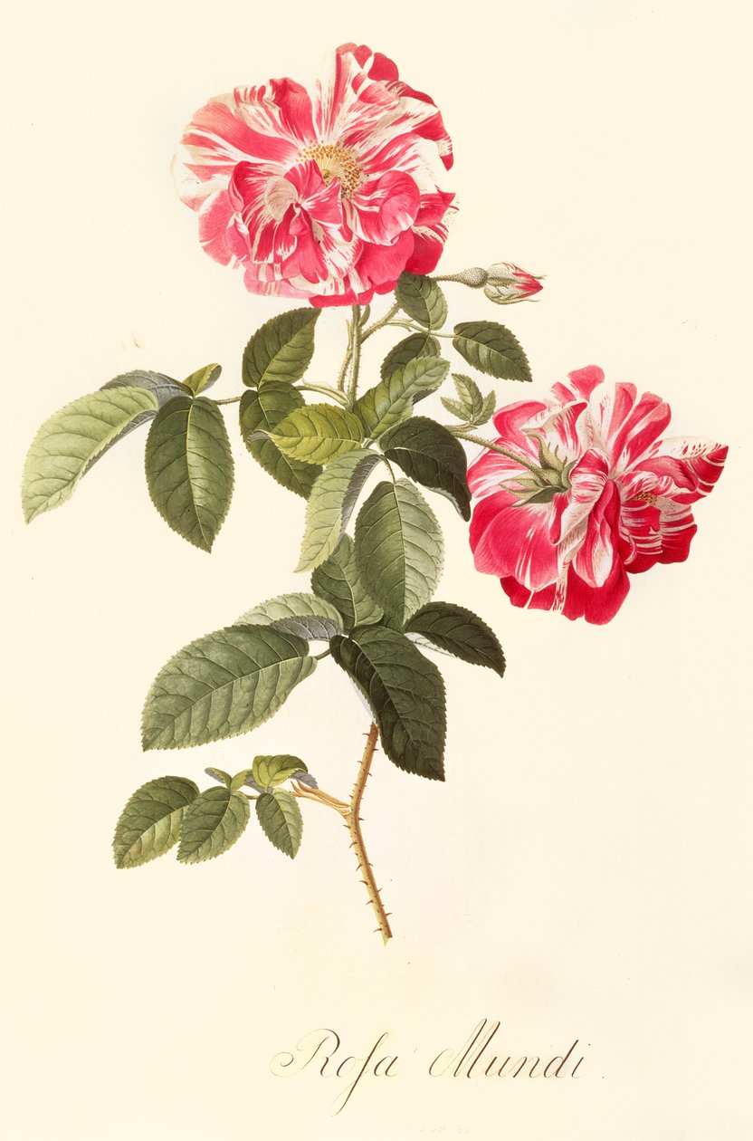 Rosa Mundi autorstwa Georg Dionysius Ehret