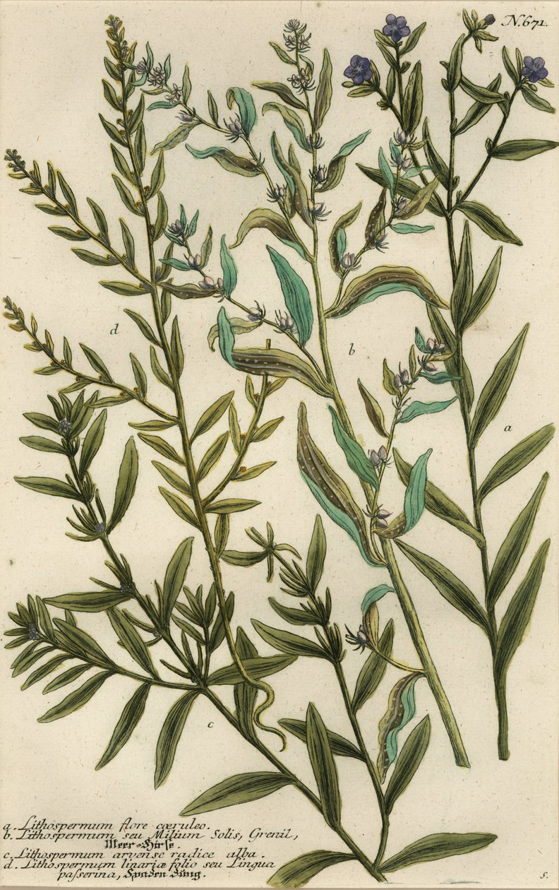 odmiany Gromwell, gatunki Lithospermum autorstwa Georg Dionysius (after) Ehret