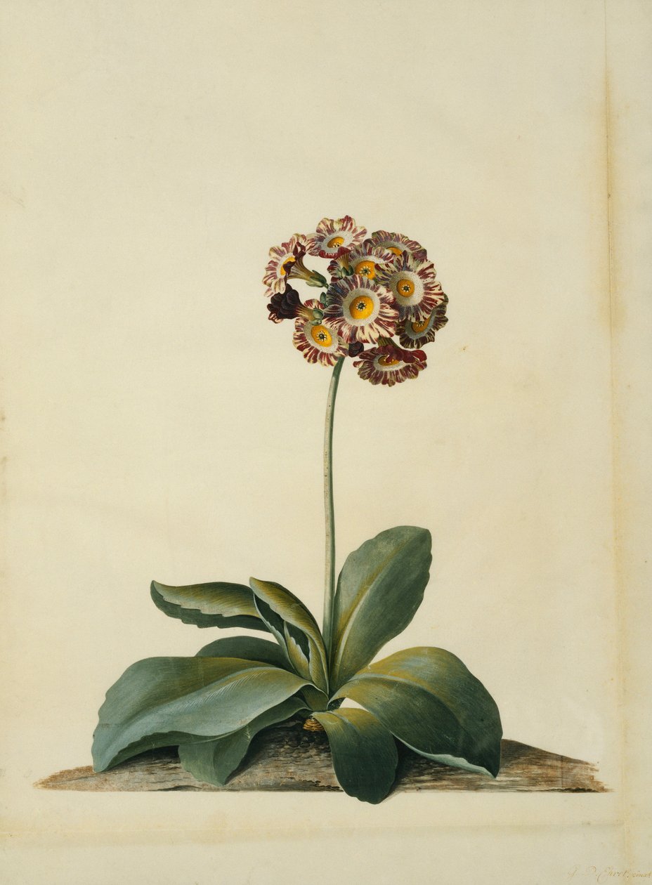 Różowo Różnobarwna Auricula, autorstwa Georg Dionysius Ehret