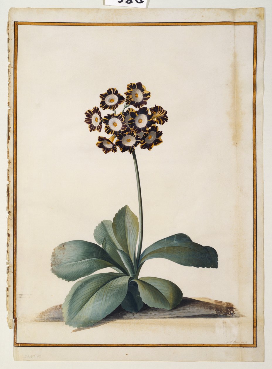 Fioletowo Pstry Auricula autorstwa Georg Dionysius Ehret