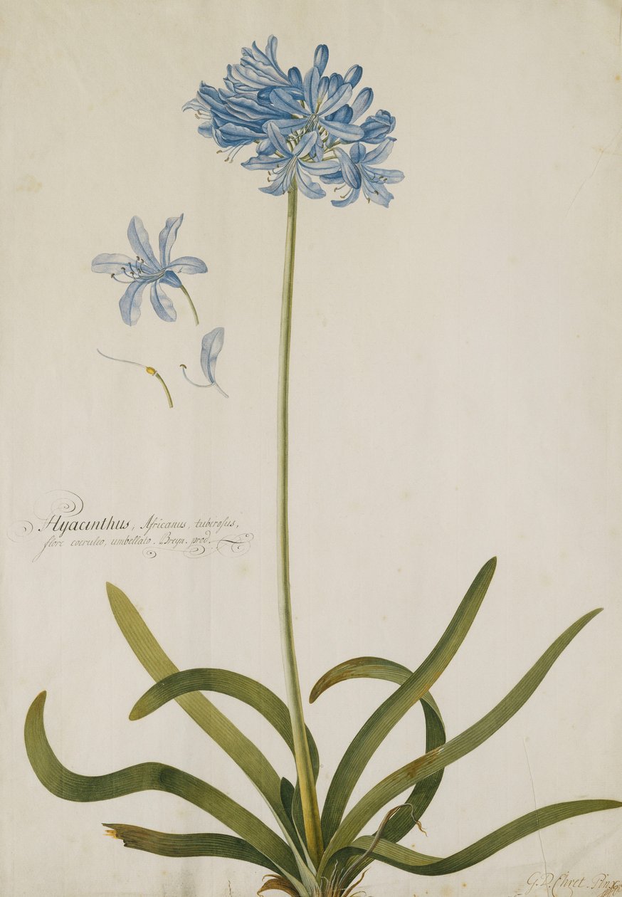 Agapant, autorstwa Georg Dionysius Ehret