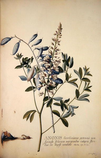 Anonis lub brona do odpoczynku autorstwa Georg Dionysius Ehret