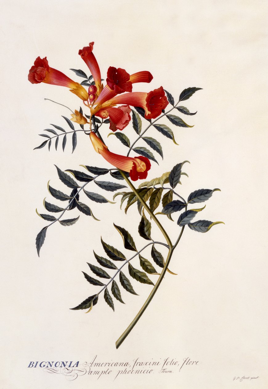 Bignonia Americana, ok.1743 (ręcznie barwiony grawerunek) autorstwa Georg Dionysius Ehret