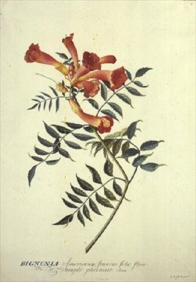 Bignonia americana, akwarela autorstwa Georg Dionysius Ehret