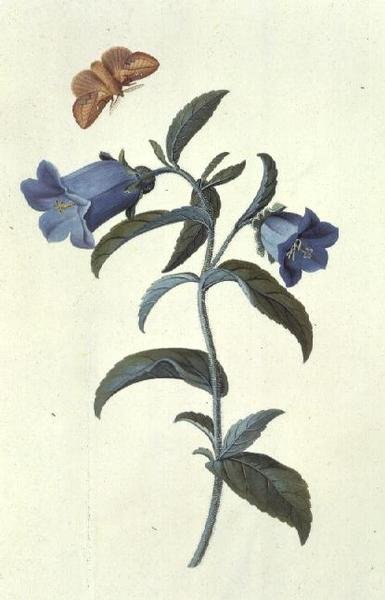 Dzwon Canterbury (dzwonek) autorstwa Georg Dionysius Ehret
