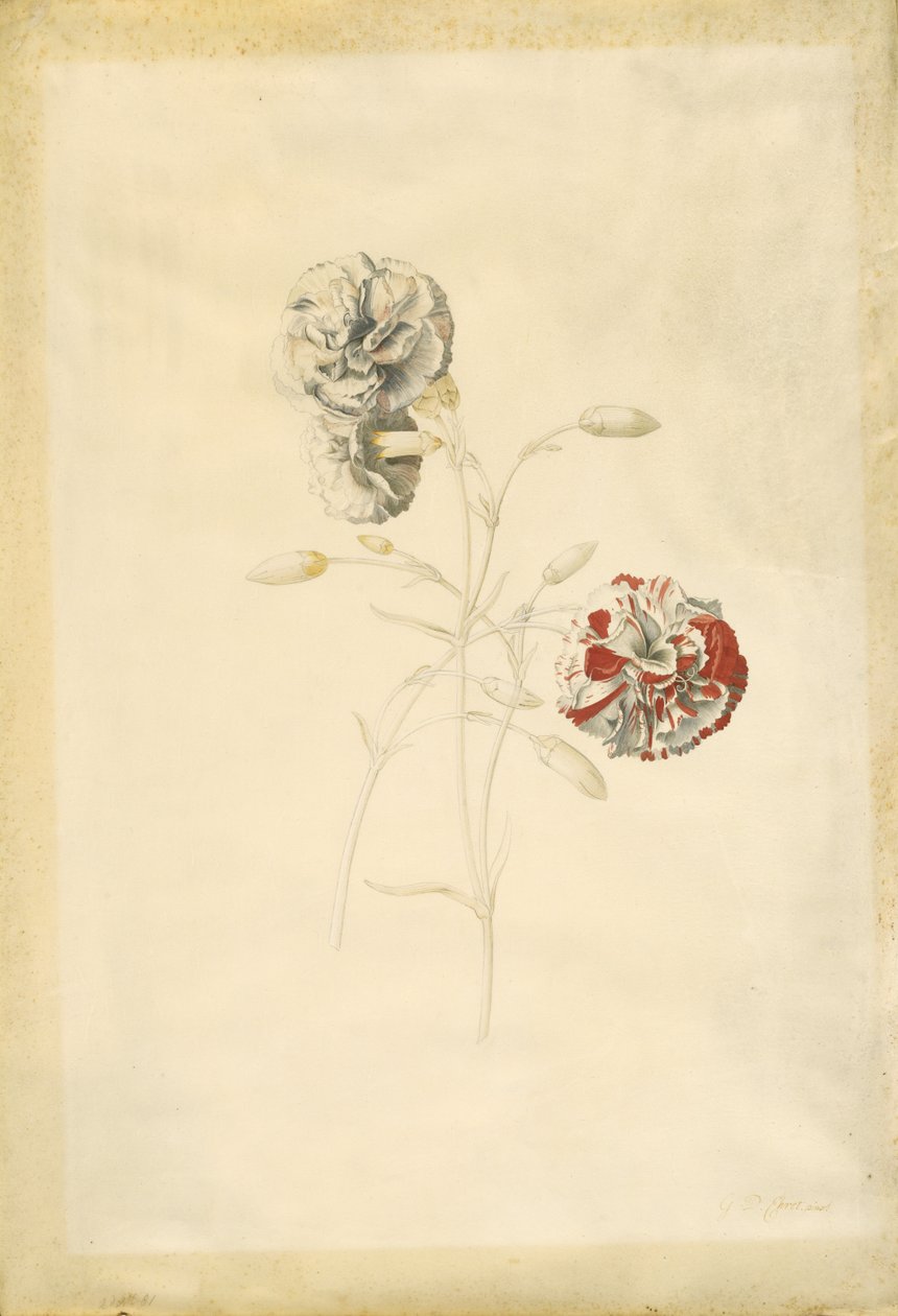 Goździki autorstwa Georg Dionysius Ehret