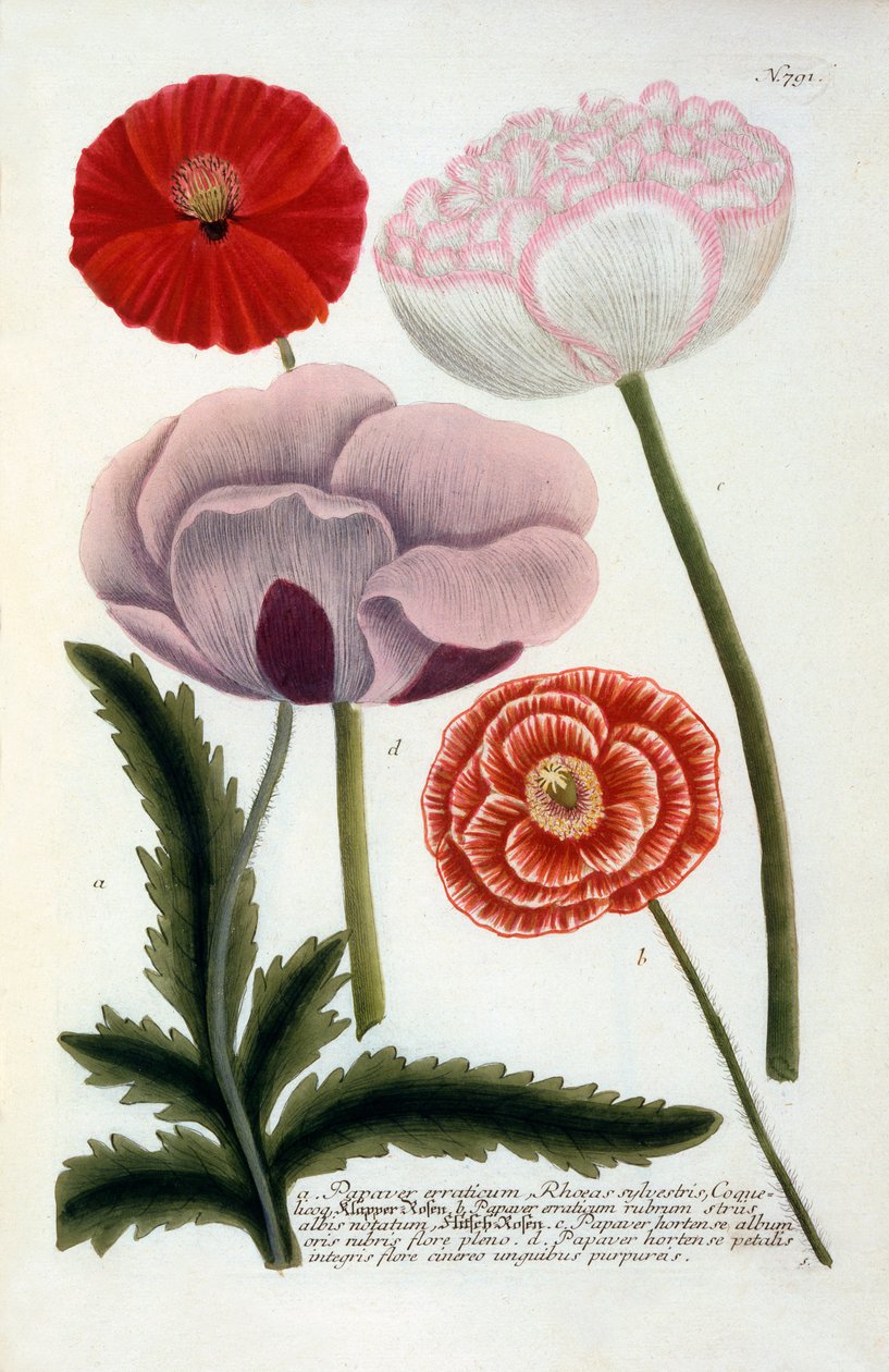 Papaver, 1737 ręcznie kolorowany grawerunek. autorstwa "Georg Dionysius Ehret