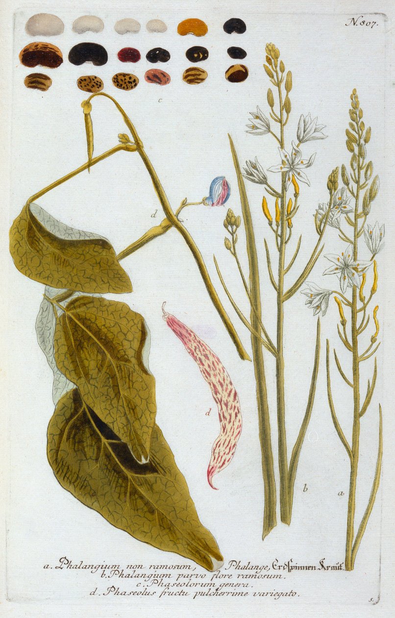 Falangium, 1737 ręcznie kolorowany grawerunek. autorstwa "Georg Dionysius Ehret