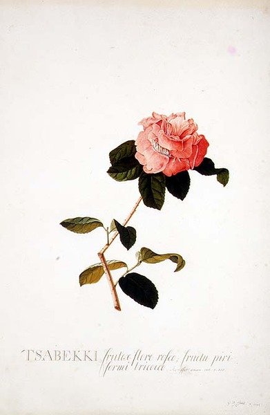 Rosa Tsabekki autorstwa Georg Dionysius Ehret
