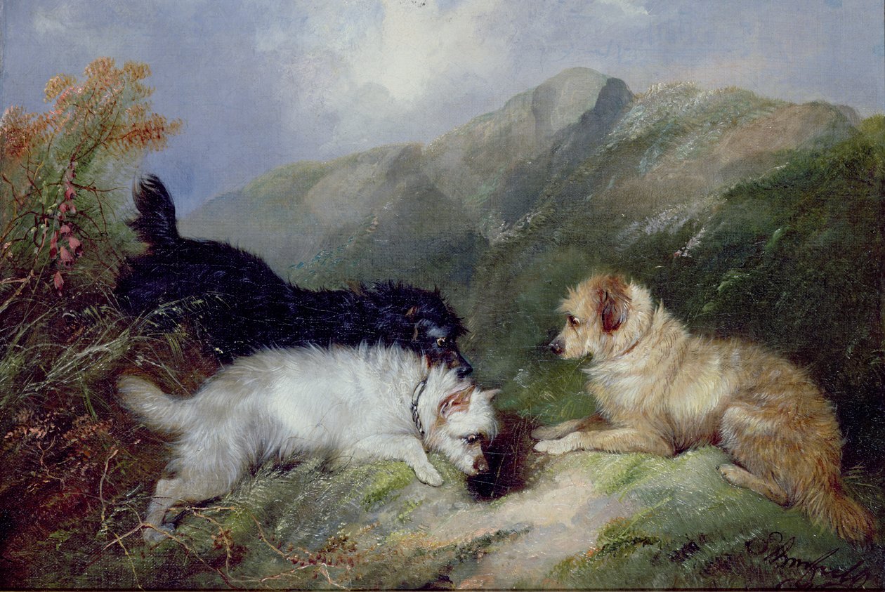Teriery na króliki autorstwa George Armfield
