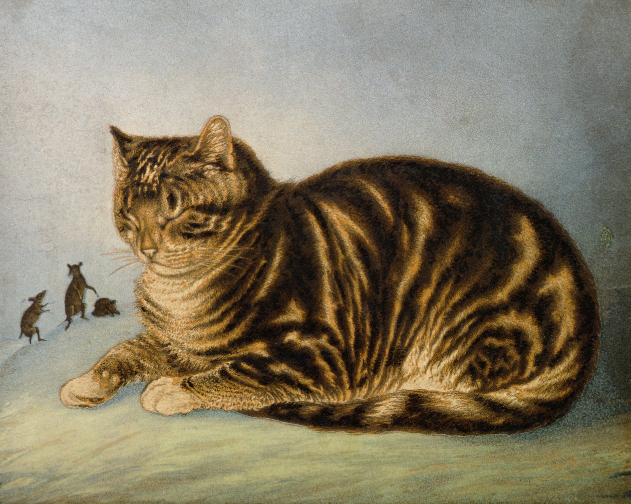 Puss Napping (drukuj) autorstwa George Baxter