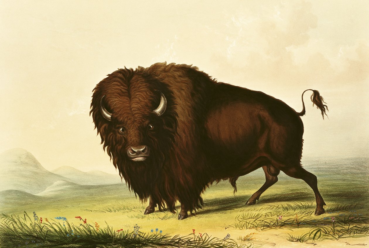 Żubr, ok.1832 autorstwa George Catlin