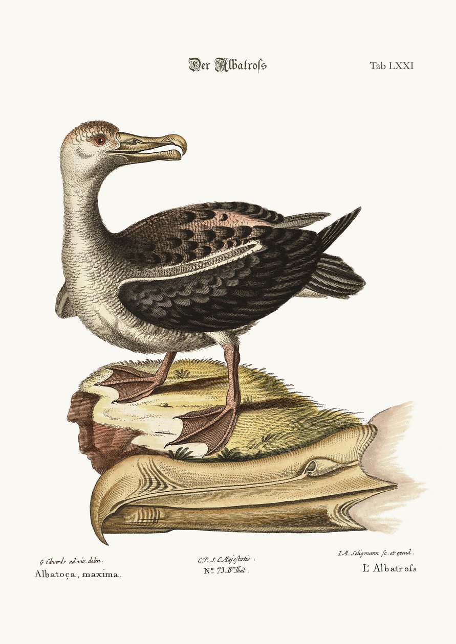 Albatros, 1749-73 autorstwa George Edwards