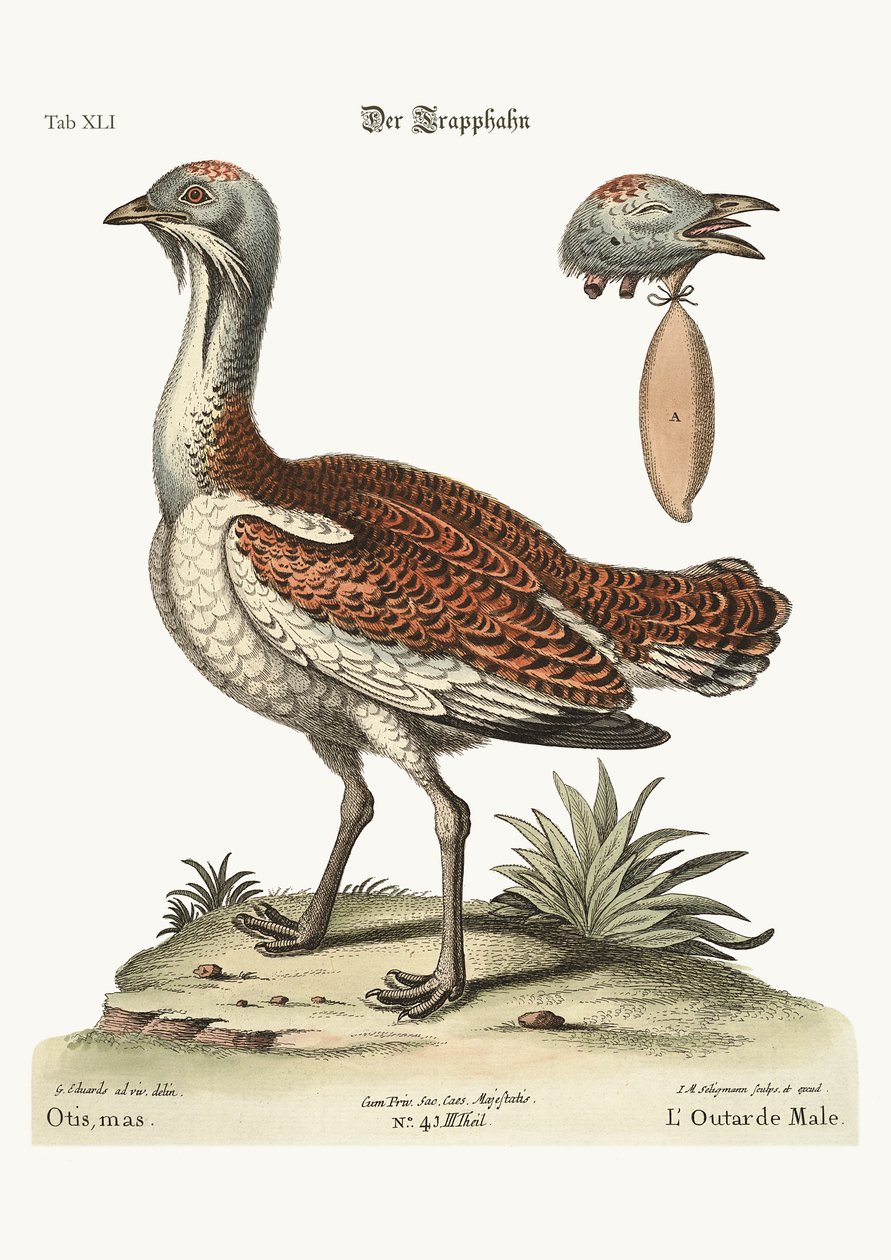Kogut Pustułka, 1749-73 autorstwa George Edwards