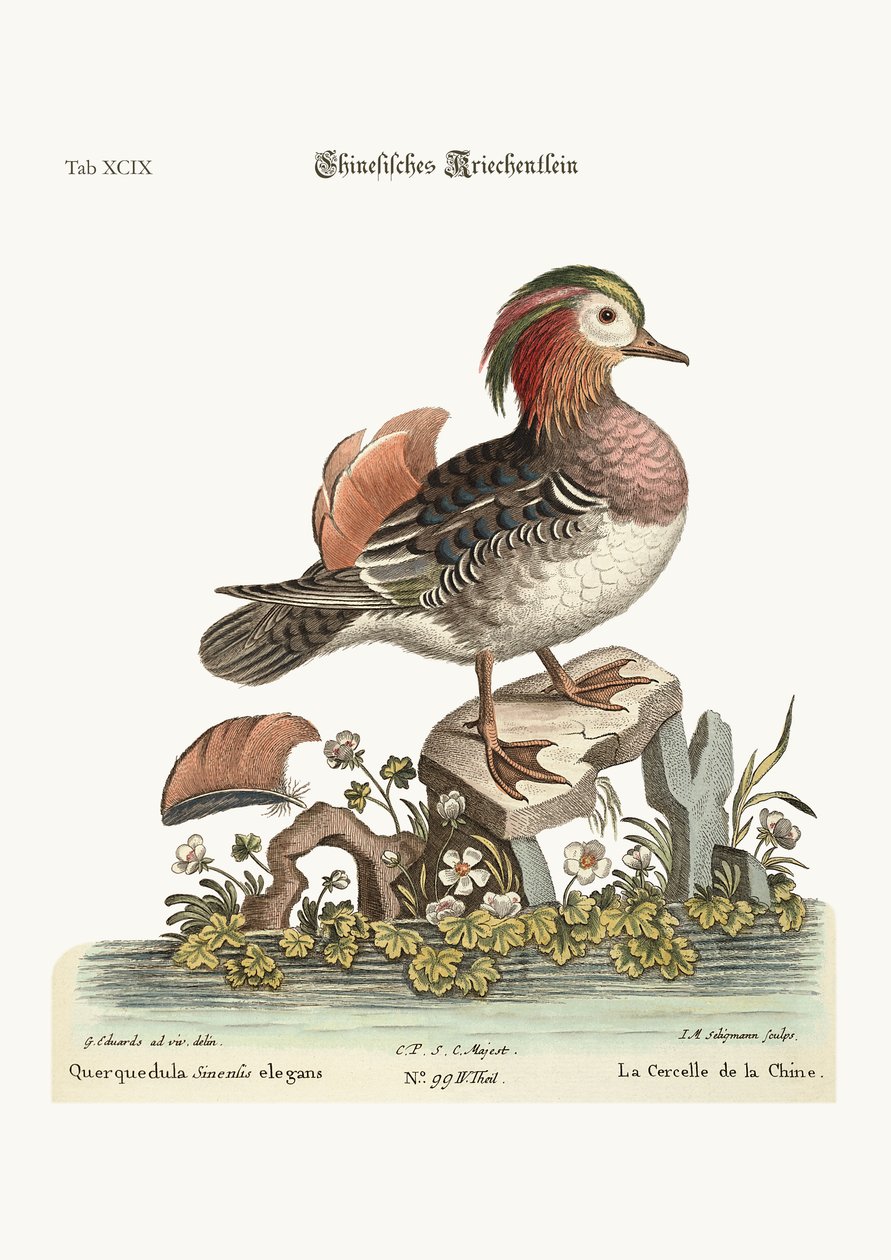 Teal cinese, 1749-73 autorstwa George Edwards