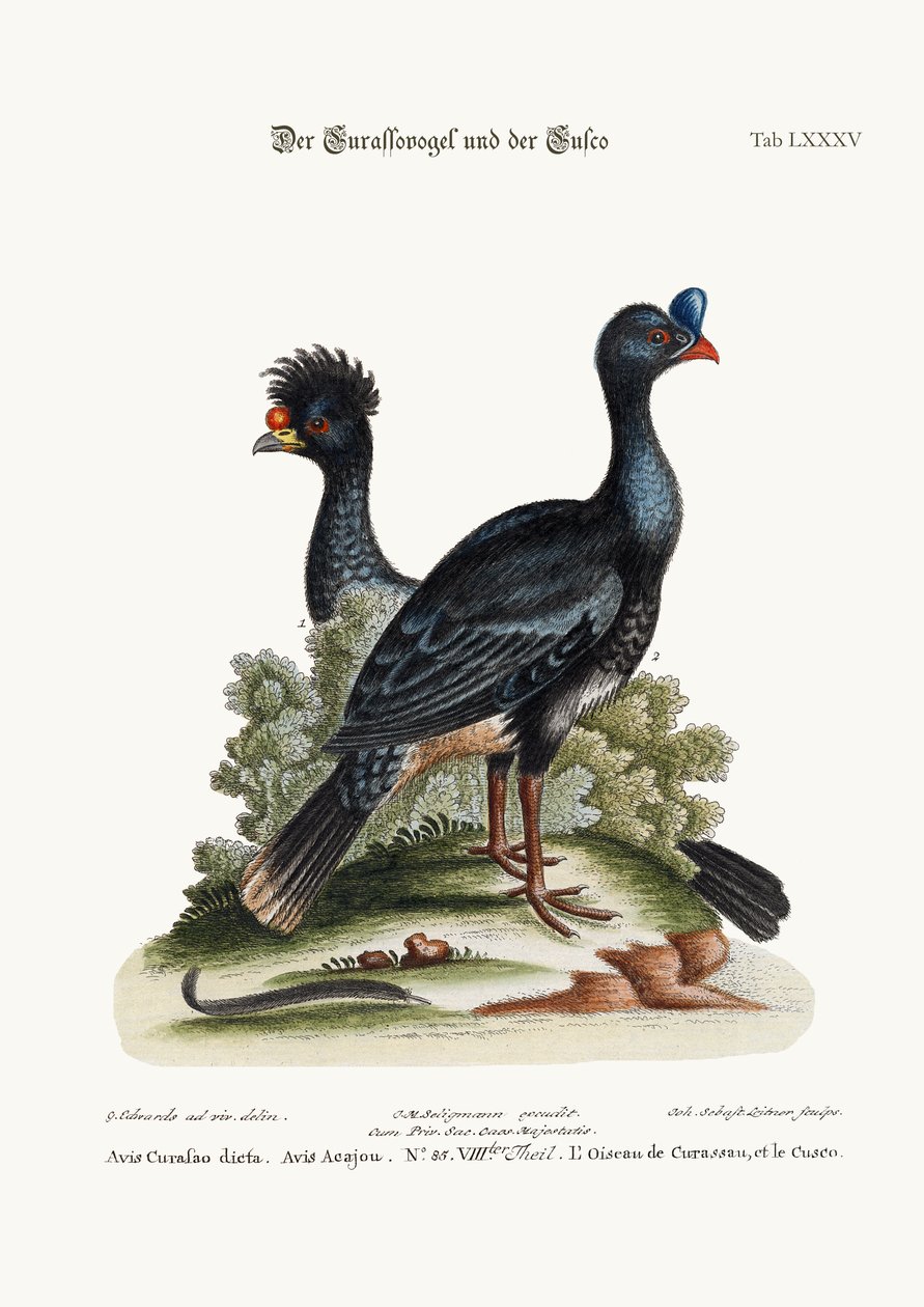 Ptak Curasso i Ptak Cushew, 1749-73 autorstwa George Edwards