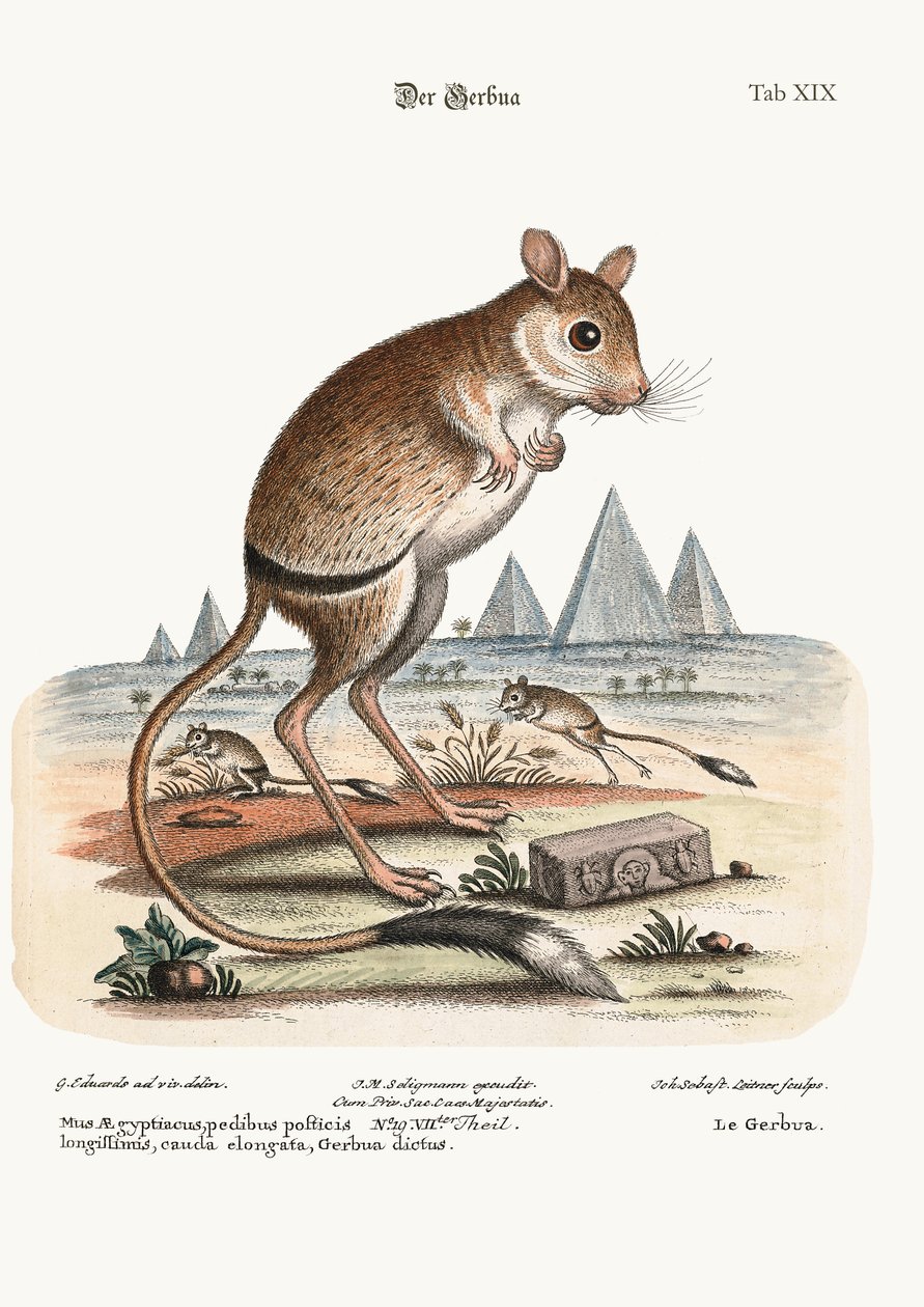 Gerbua, 1749-73 autorstwa George Edwards