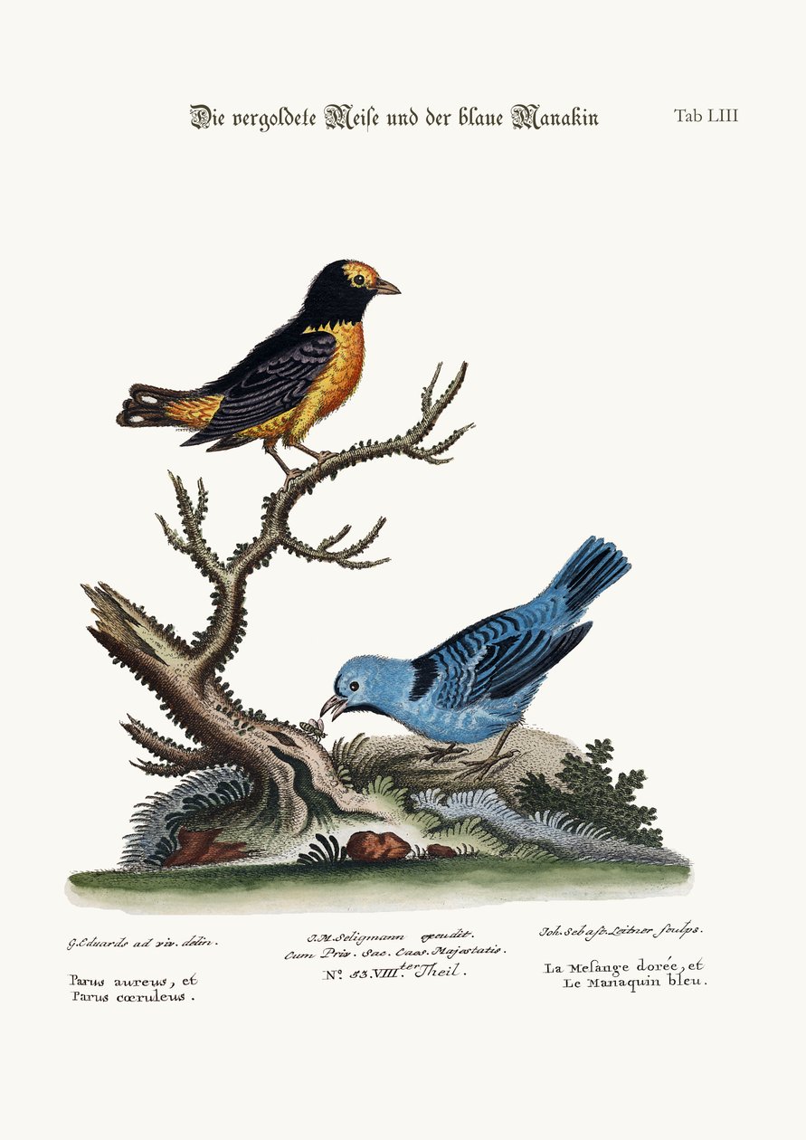 Mysz Golden Tit i Blue Manakin, 1749-73 autorstwa George Edwards