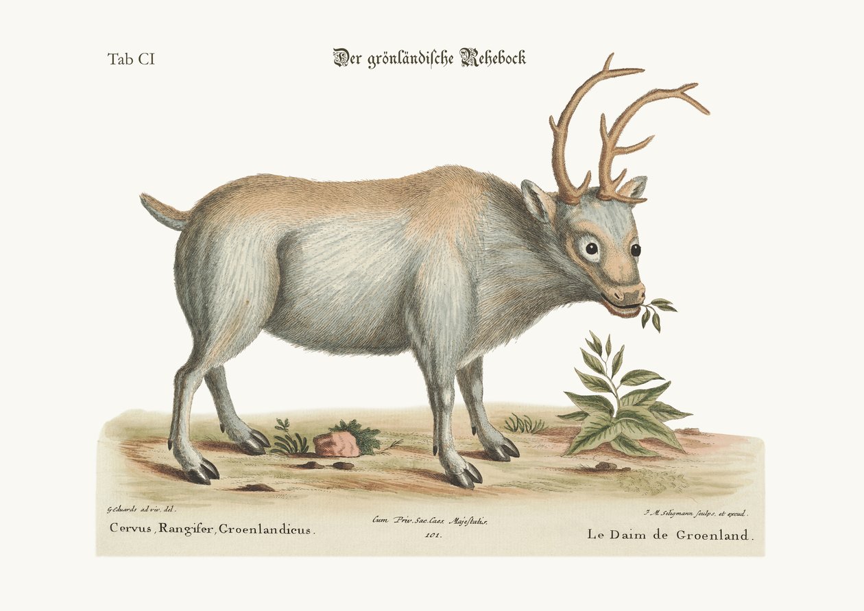 Buck grenlandzki, 1749-73 autorstwa George Edwards