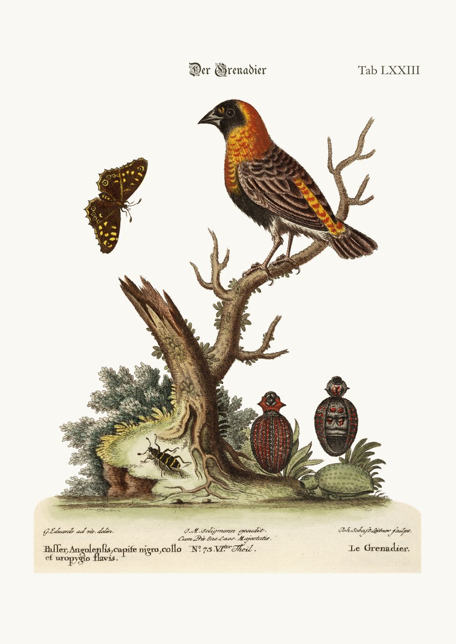 Grenadier, 1749-73 autorstwa George Edwards