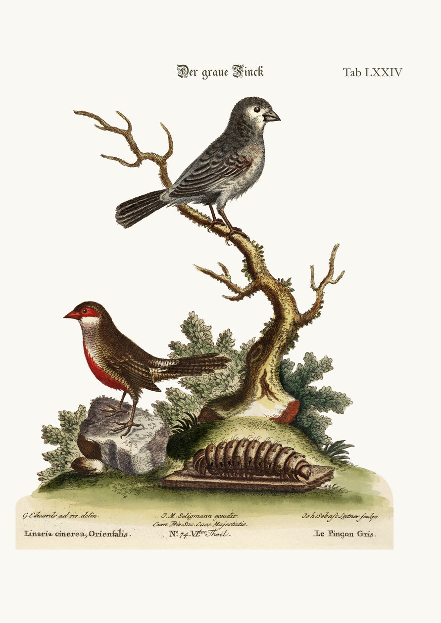 Dziwonia szara. Ustawa o woskach, 1749-73 autorstwa George Edwards