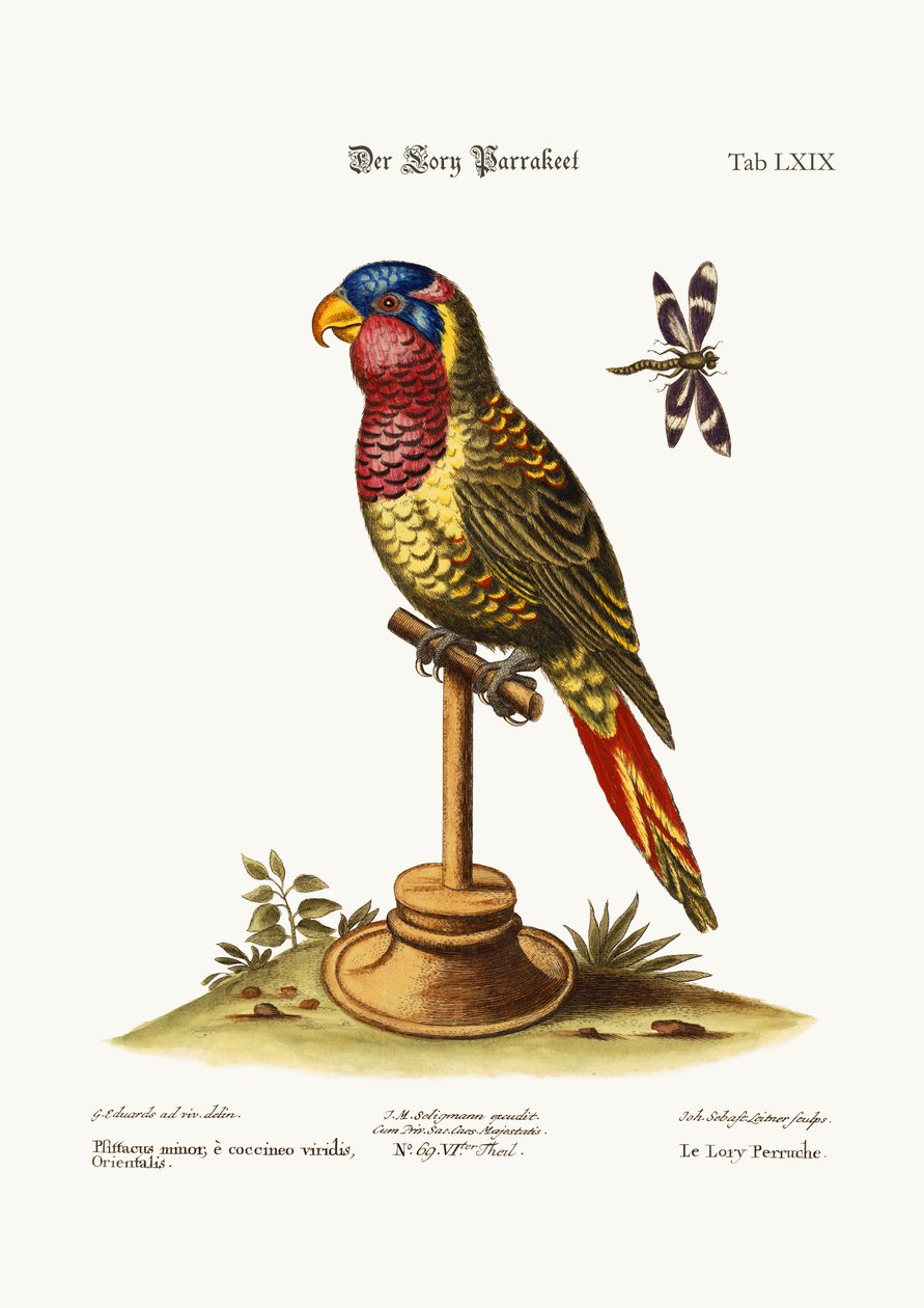 Lory-Parakeet, 1749-73 autorstwa George Edwards