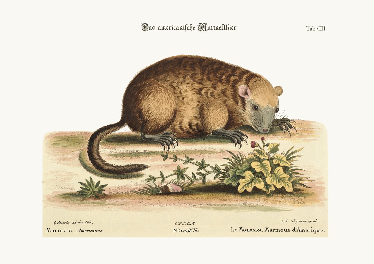 Monax lub Marmotte of America, 1749-73 autorstwa George Edwards