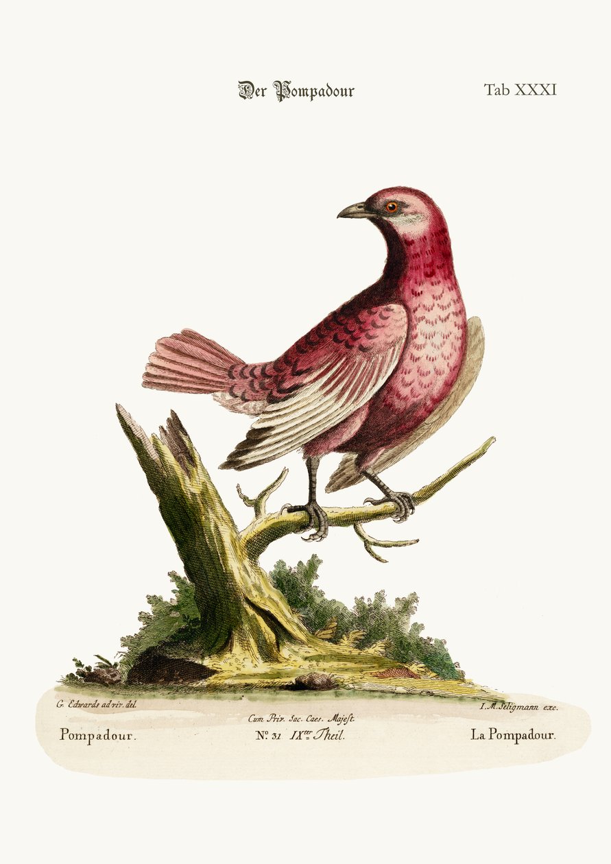 Pompadour, 1749-73 autorstwa George Edwards