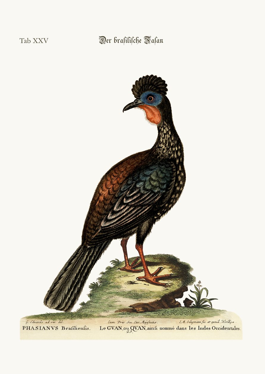 Quan lub Guan, 1749-73 autorstwa George Edwards