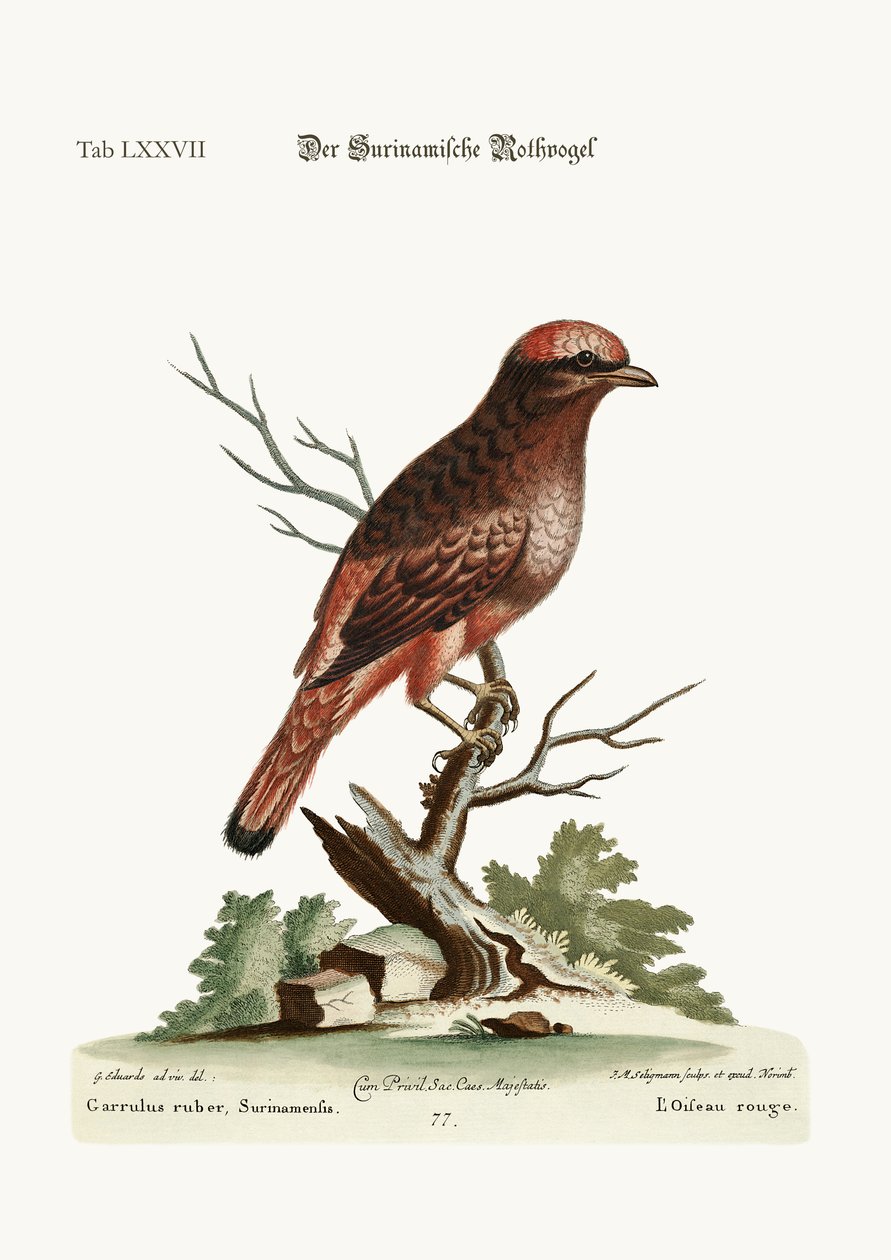 Czerwony Ptak z Surinamu, 1749-73 autorstwa George Edwards