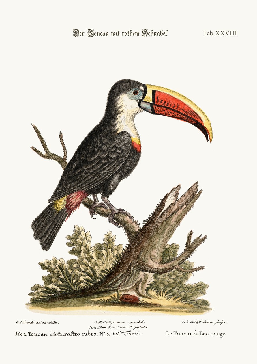 Tukan czerwonodzioby, 1749-73 autorstwa George Edwards